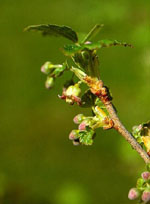 MSA RIBES NIGRUM 50 ML - Doctor Vinz