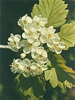 MSA CRATAEGUS OXYACA 50 ML - Doctor Vinz
