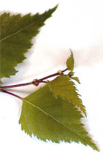 MSA BETULA VERRUCOSA 50 ML - Doctor Vinz