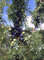 MSA JUNIPERUS COMMUN 50 ML - Doctor Vinz