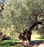 MSA OLEA EUROPEA 50 ML - Doctor Vinz