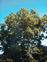 MSA FRAXINUS EXCELSIOR 50 ML - Doctor Vinz