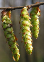 MSA CARPINUS BETULUS 50 ML - Doctor Vinz