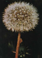 TSA TARAXACUN OFFICINALIS 50 ML - Doctor Vinz