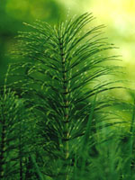 TSA EQUISETUM ARVENSE 50 ML - Doctor Vinz