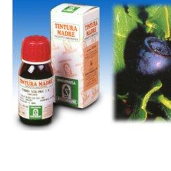 MIRTILLO 31 50ML TM - Doctor Vinz