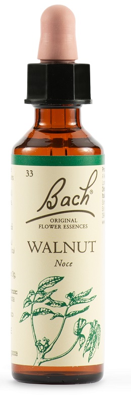 WALNUT BACH ORIG 20 ML - Doctor Vinz