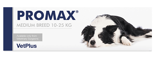 PROMAX MEDIUM BREED 18 ML - Doctor Vinz